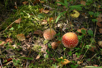 amanita muscaria