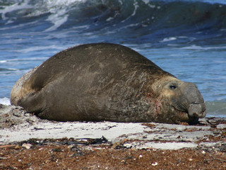 manatee on the beach