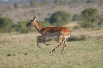 impala antelope