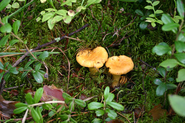 chanterelle