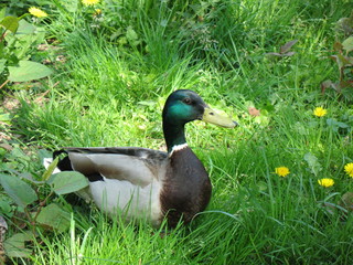 Ente im Gras