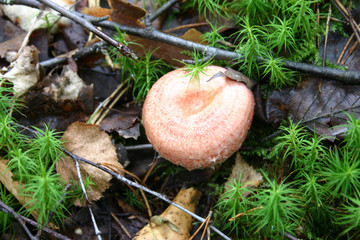 lactarius torminosus