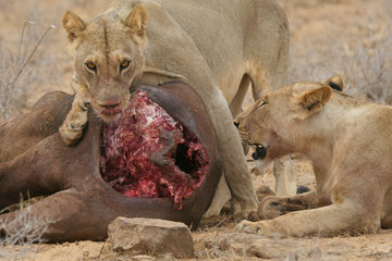 lions at kill