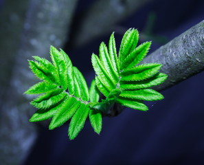 mountain ash