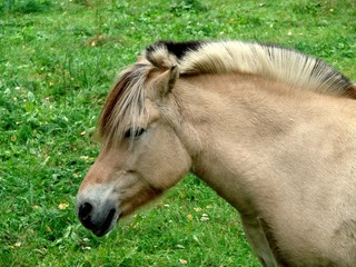 Obraz premium fjordpferd norweger