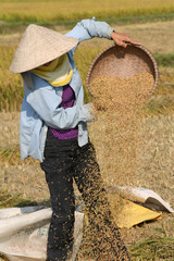 working on the ricefield