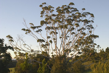 morning tree
