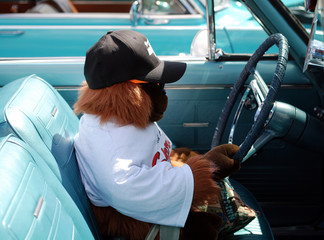 orangutan driving a classic © Leticia Wilson