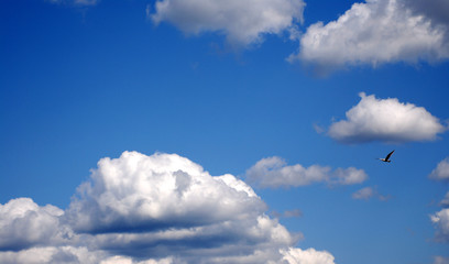 bald eagle in the clouds