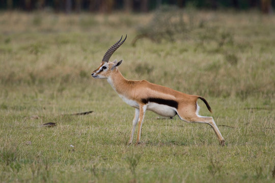 Thomson's Gazelle Gazella Thomsoni