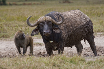 Obraz premium Buffalo and baboon