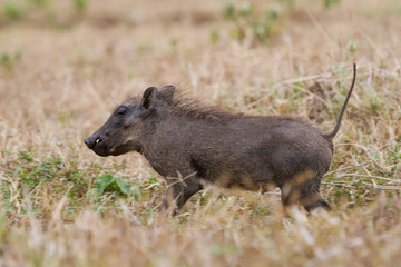 Warthog Piglet Running