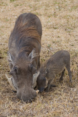 Warthogs