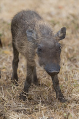 Warthog Piglet