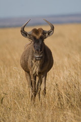 Wildebeest