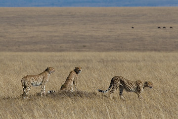 cheetah trio © Impala