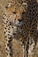 cheetah