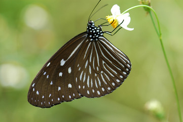 beautiful butterfly and flowers