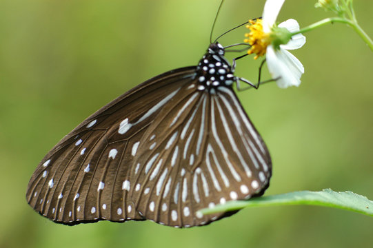 beautiful butterfly and flowers