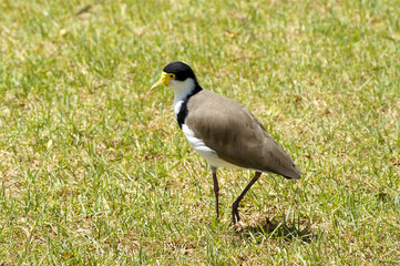 plover