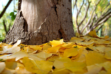 fallen yellow leaves