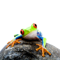 frog on rock - obrazy, fototapety, plakaty