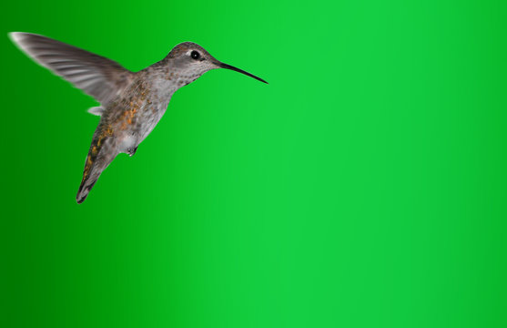 speed of light - hummingbird