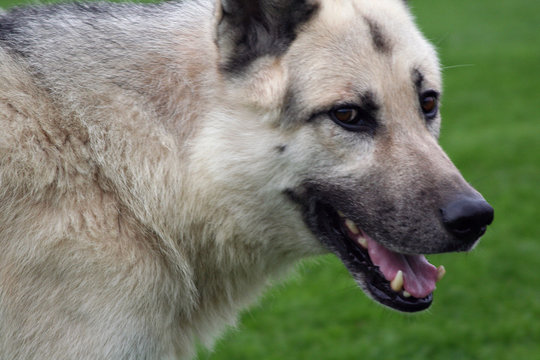 german shepherd