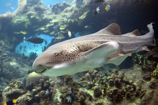 leopshark