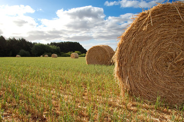hay bale © S.White