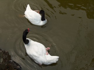 gänse mit schwarzen hälsen © Johannes Lüthi