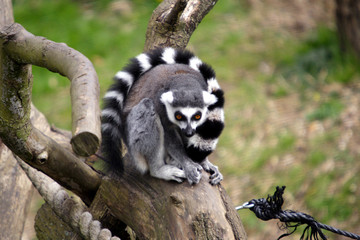 ring tail lemur
