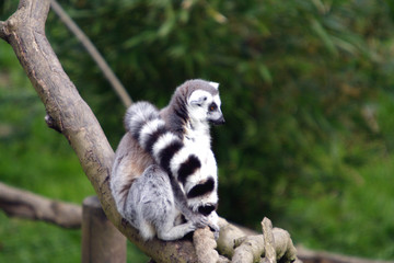 Fototapeta premium ring tail lemur