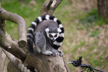 ring tail lemur