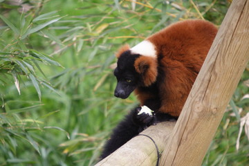 lemur