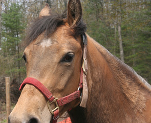 close up of horse head