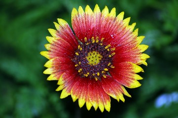 gailardia flower