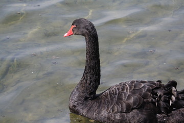 black swan