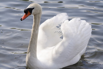 Obraz premium mute swan