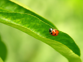ladybug