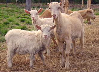 little goats