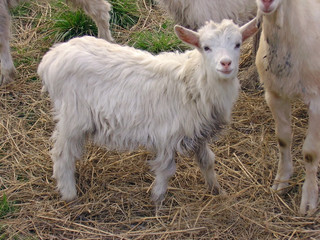white little goat