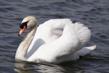 mute swan