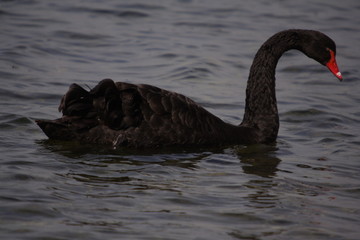 Fototapeta premium black swan