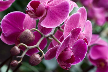 phalaenopsis