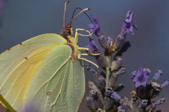 papillon 02