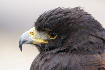 Fototapeta premium buzzard