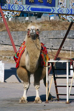 the camel