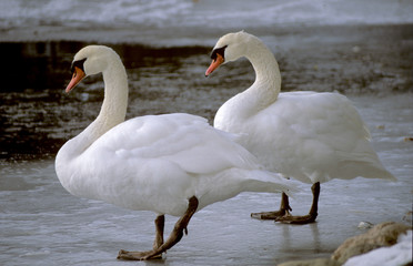 schwäne auf dem eis