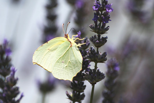 papillon 03